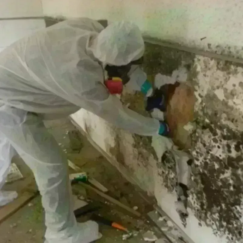 Mold Remediation and Removal in Greenburgh, NY